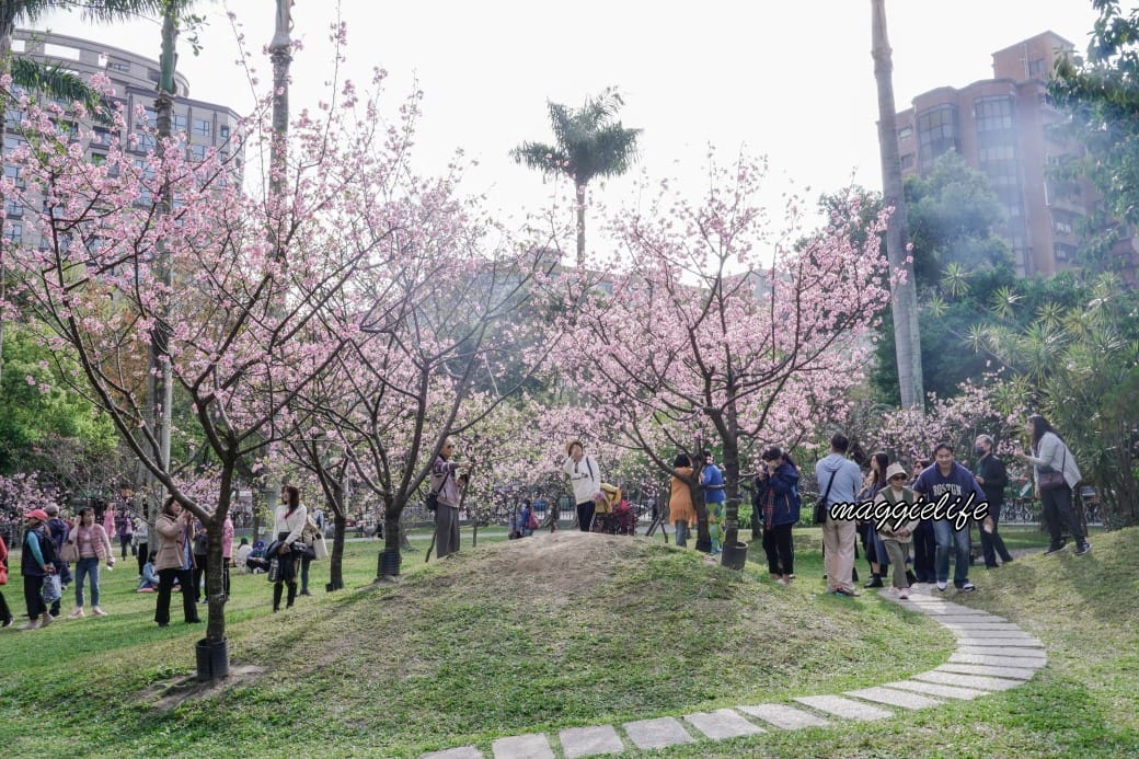 台北市賞櫻新景點，市中心台北國父紀念館也可以賞櫻，搭捷運就可以賞櫻花，還有一排櫻花步道
