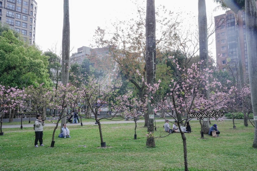 台北市賞櫻新景點，市中心台北國父紀念館也可以賞櫻，搭捷運就可以賞櫻花，還有一排櫻花步道