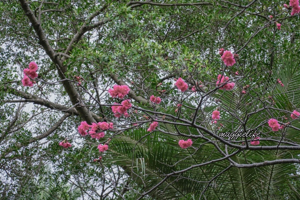 台北市賞櫻新景點，市中心台北國父紀念館也可以賞櫻，搭捷運就可以賞櫻花，還有一排櫻花步道