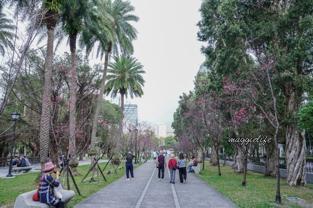 台北市賞櫻新景點，市中心台北國父紀念館也可以賞櫻，搭捷運就可以賞櫻花，還有一排櫻花步道