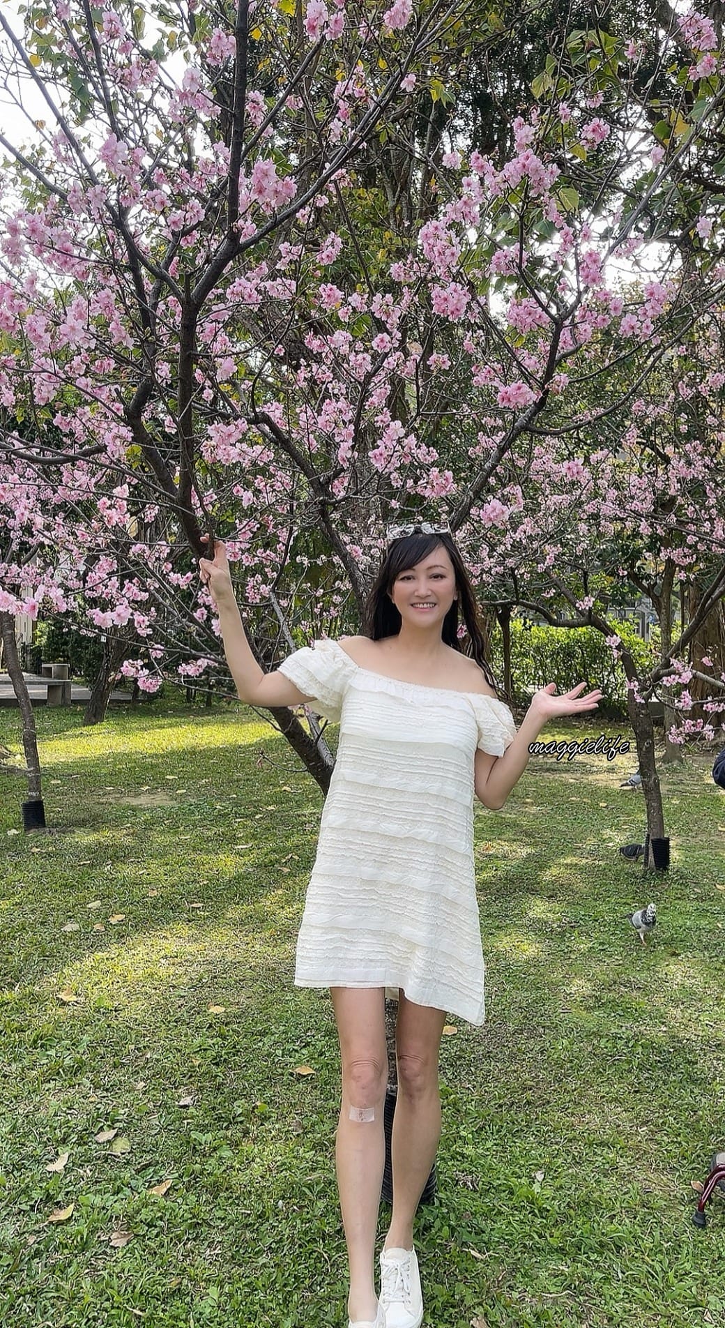 台北市賞櫻新景點，市中心台北國父紀念館也可以賞櫻，搭捷運就可以賞櫻花，還有一排櫻花步道