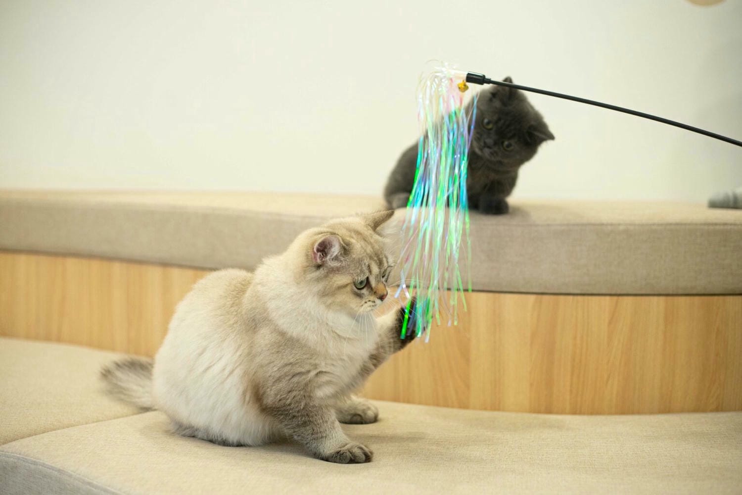 擼らら Sweets ｜宜蘭最新貓咪咖啡廳，宜蘭綠舞飯店新開幕貓奴必訪療癒系咖啡廳，貓店長迎接超療癒