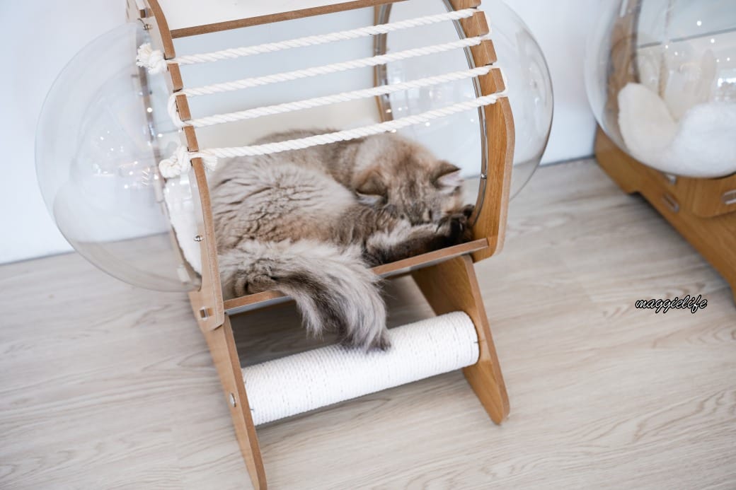 擼らら Sweets ｜宜蘭最新貓咪咖啡廳，宜蘭綠舞飯店新開幕貓奴必訪療癒系咖啡廳，貓店長迎接超療癒