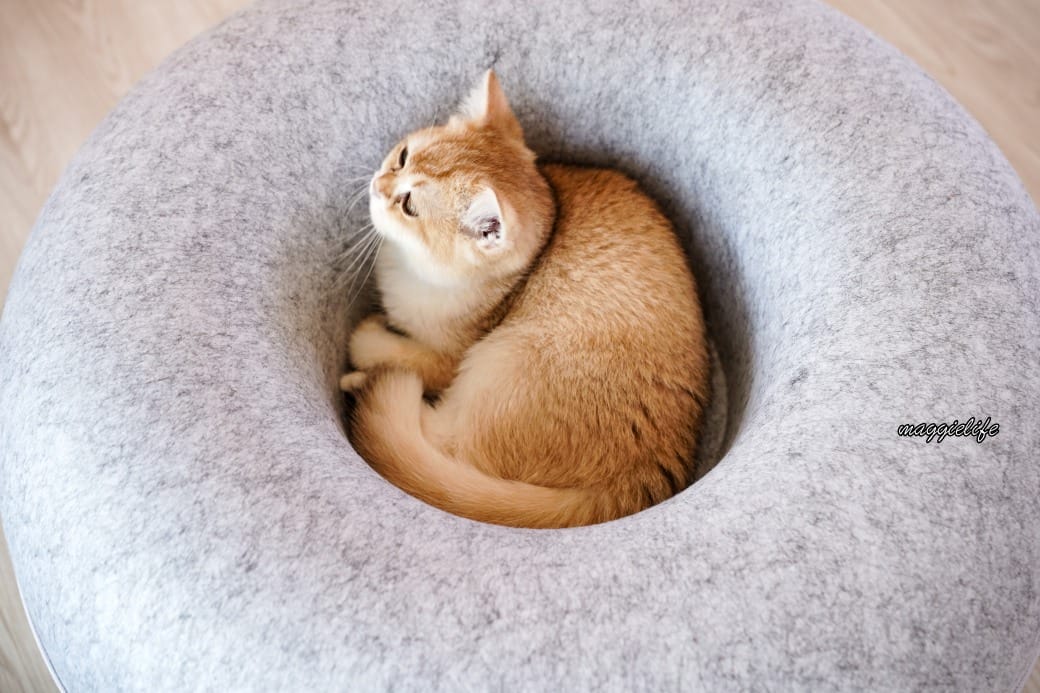 擼らら Sweets ｜宜蘭最新貓咪咖啡廳，宜蘭綠舞飯店新開幕貓奴必訪療癒系咖啡廳，貓店長迎接超療癒