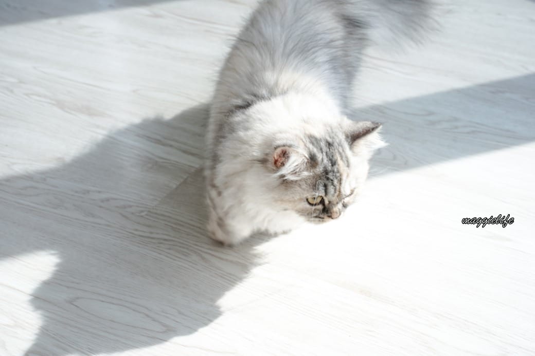 擼らら Sweets ｜宜蘭最新貓咪咖啡廳，宜蘭綠舞飯店新開幕貓奴必訪療癒系咖啡廳，貓店長迎接超療癒