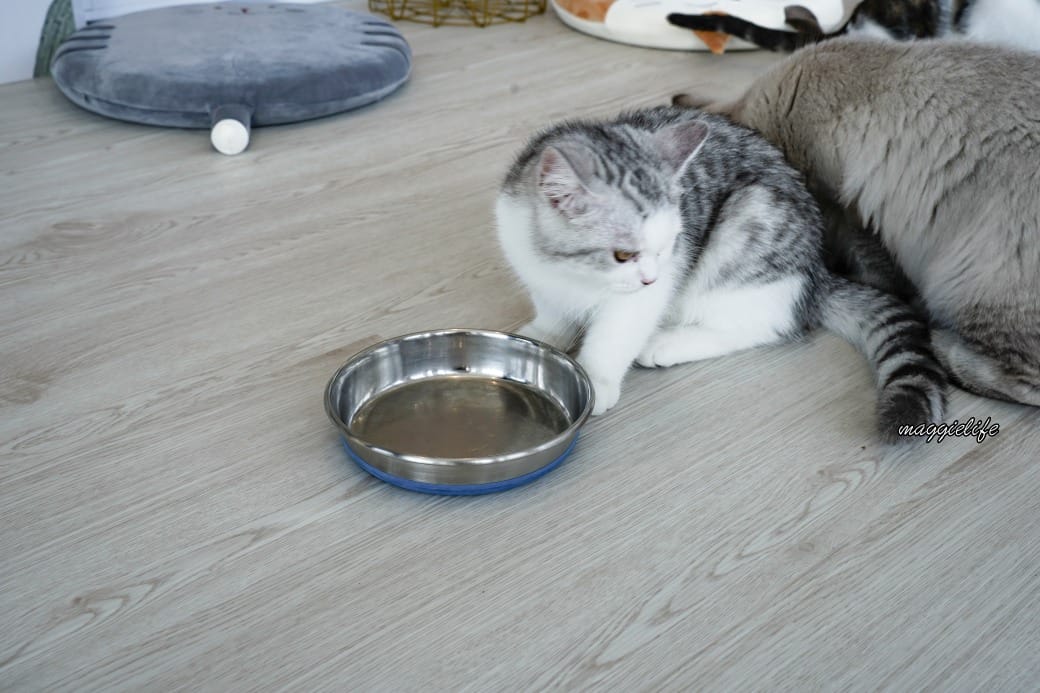 擼らら Sweets ｜宜蘭最新貓咪咖啡廳，宜蘭綠舞飯店新開幕貓奴必訪療癒系咖啡廳，貓店長迎接超療癒