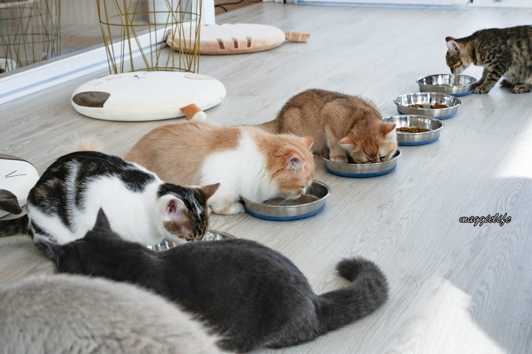 擼らら Sweets ｜宜蘭最新貓咪咖啡廳，宜蘭綠舞飯店新開幕貓奴必訪療癒系咖啡廳，貓店長迎接超療癒