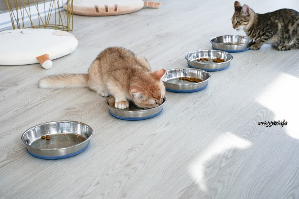 擼らら Sweets ｜宜蘭最新貓咪咖啡廳，宜蘭綠舞飯店新開幕貓奴必訪療癒系咖啡廳，貓店長迎接超療癒