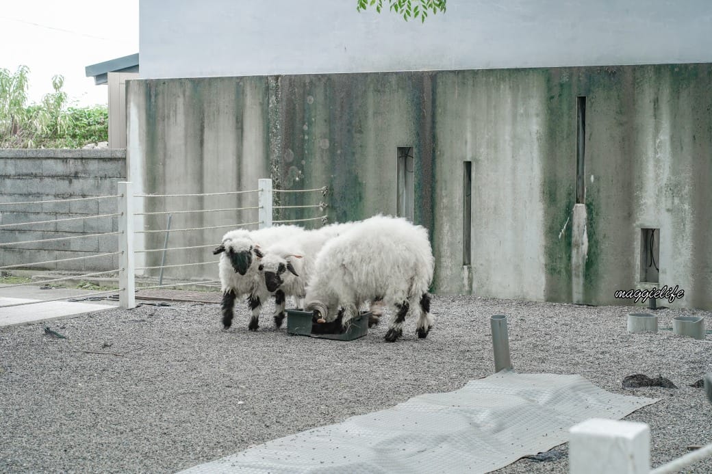 宜蘭景點｜黑RURU CAFE，跟超萌笑笑羊一起喝咖啡，還可以餵笑笑羊，超可愛的，菜單