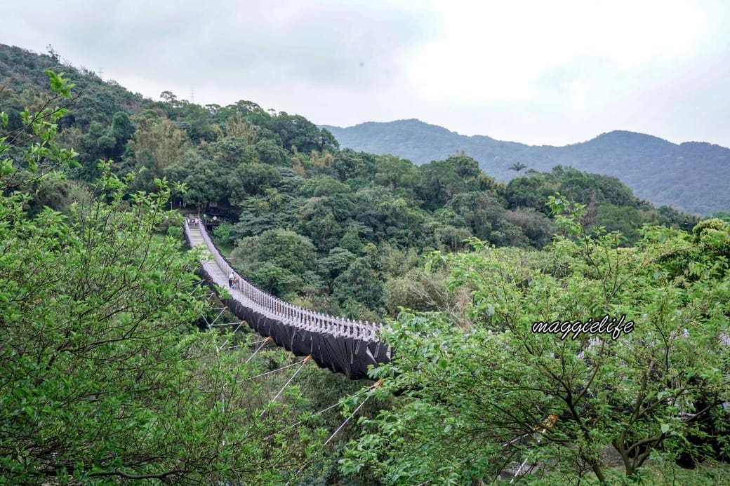 碧山巖櫻花隧道｜淡粉色櫻花隧道炸開，粉色椿寒櫻秒到日本超浪漫櫻花隧道，台北賞櫻景點