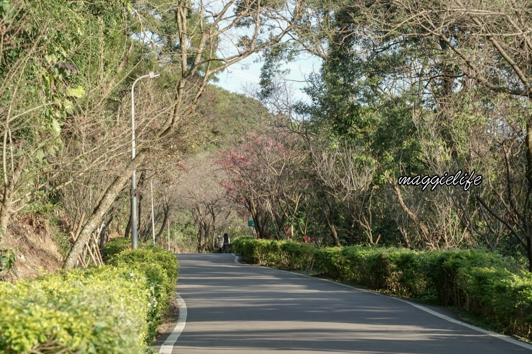 Tamsui Sakuradsc08789