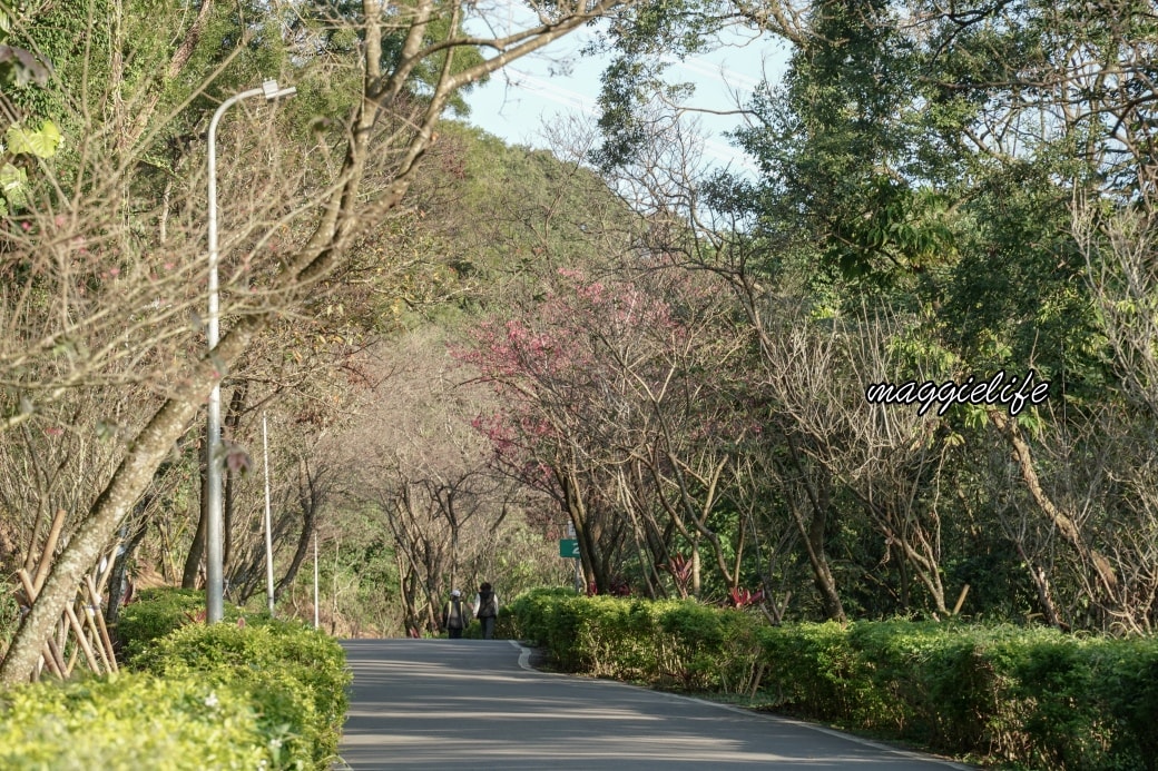 Tamsui Sakuradsc08790