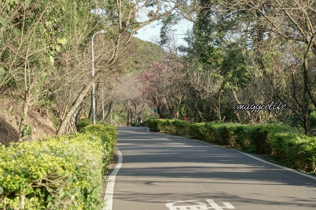 Tamsui Sakuradsc08791