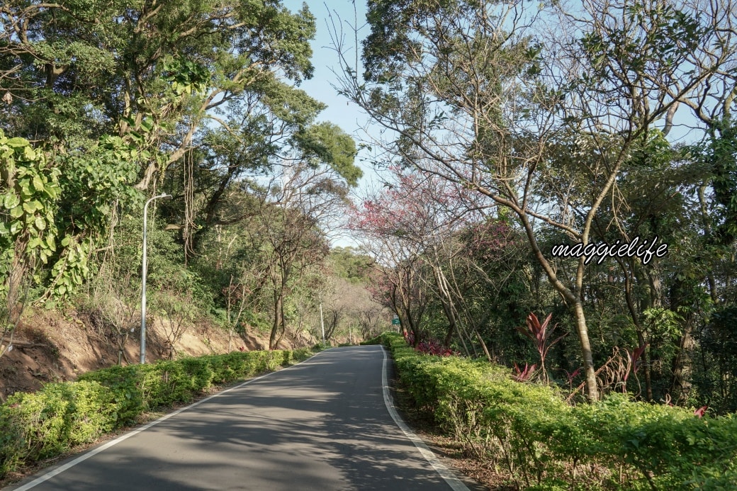 Tamsui Sakuradsc08795