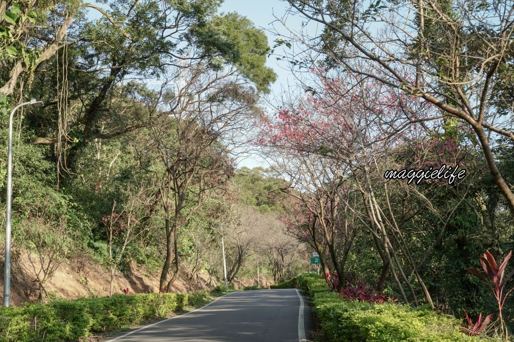 Tamsui Sakuradsc08797