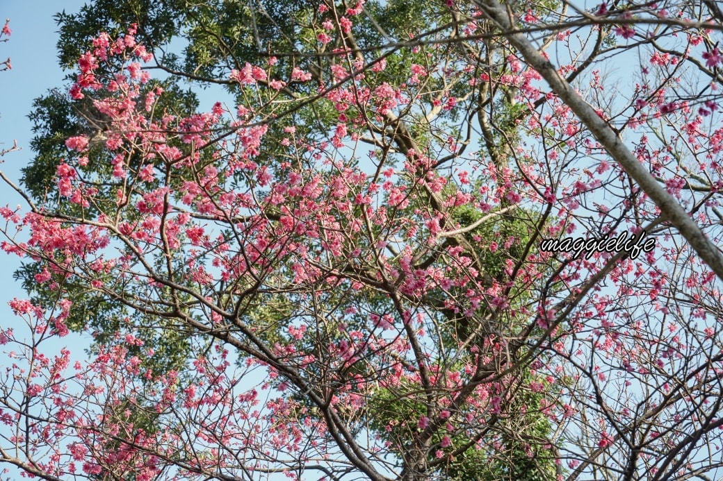 Tamsui Sakuradsc08798