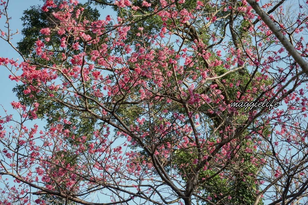 Tamsui Sakuradsc08802