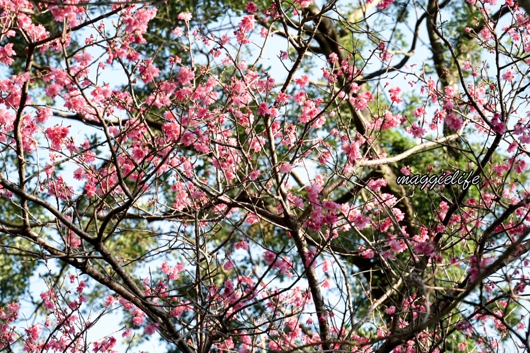 Tamsui Sakuradsc08803