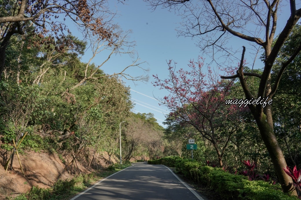 Tamsui Sakuradsc08805