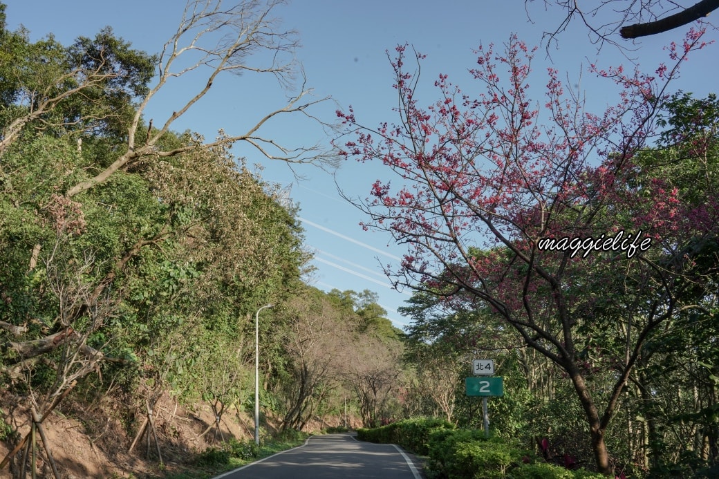 Tamsui Sakuradsc08806
