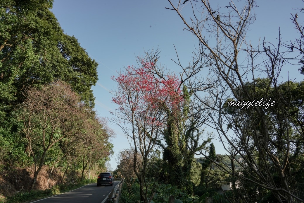 Tamsui Sakuradsc08807