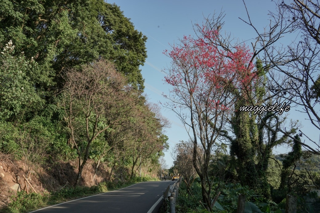 Tamsui Sakuradsc08811
