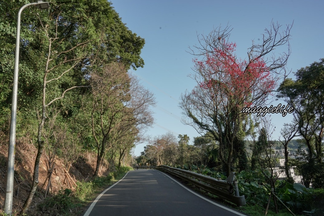 Tamsui Sakuradsc08812