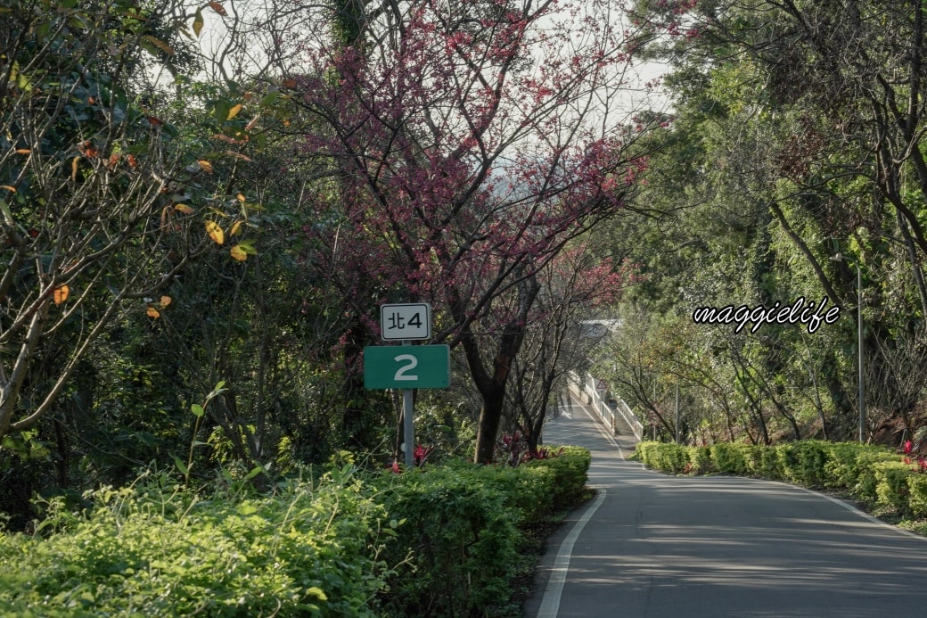 Tamsui Sakuradsc08817