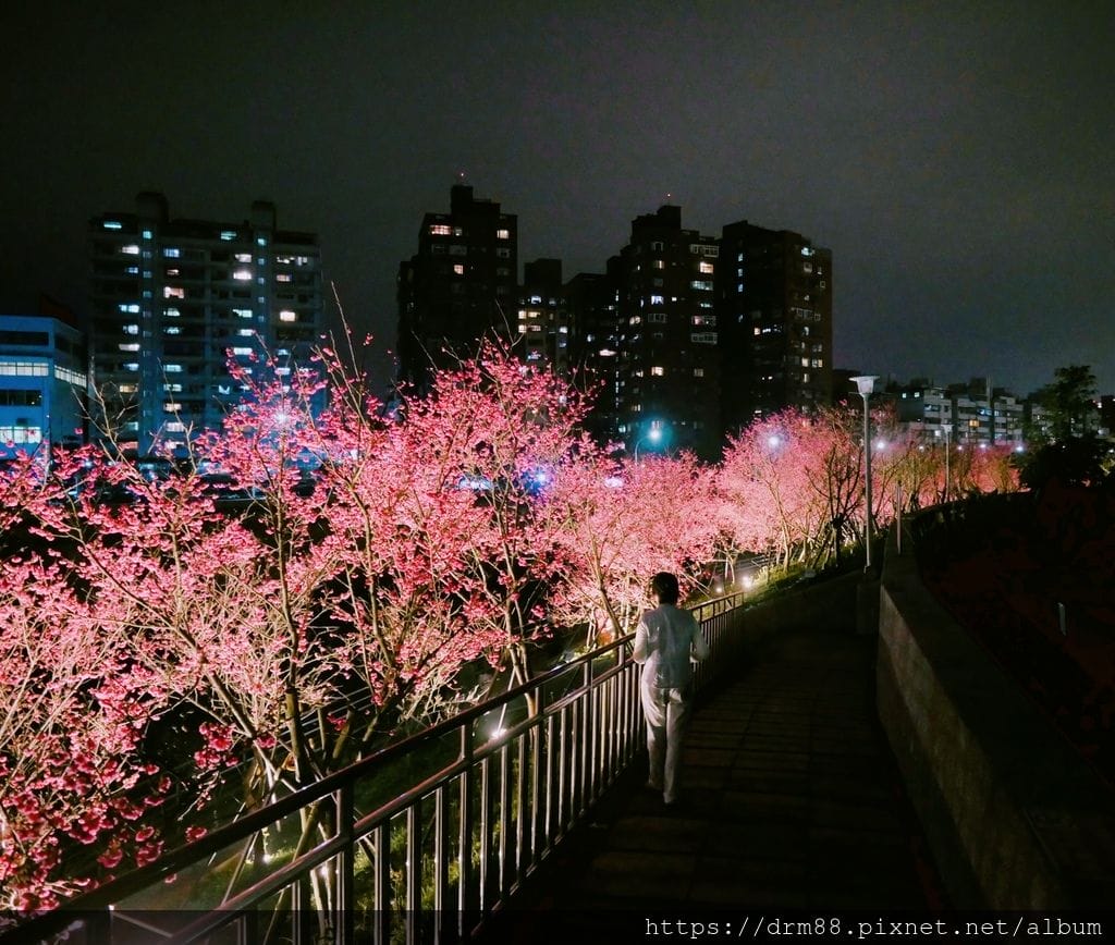 2023內湖樂活公園，內湖樂活夜櫻季，台北市賞櫻熱門景點，交通，花期，特色，路線，停車攻略！ @瑪姬幸福過日子