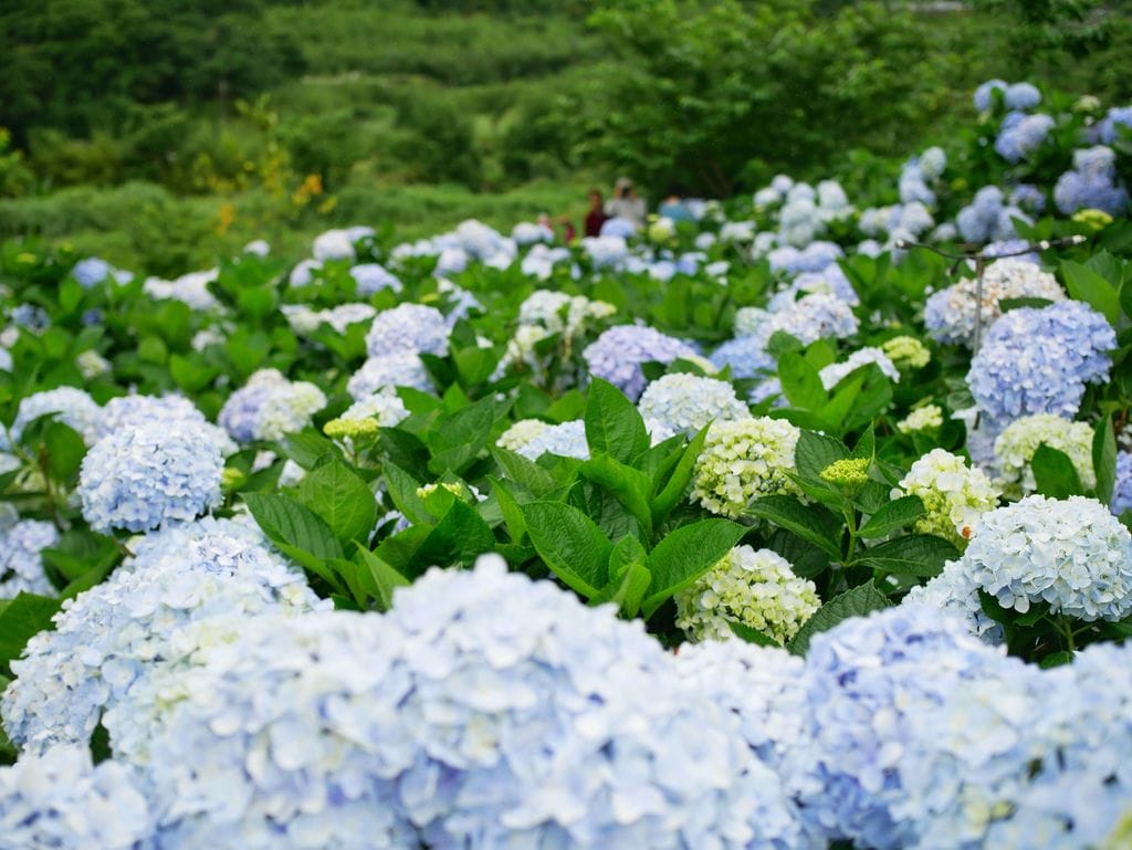 A2BFB621-97D9-4590-9E8C-C53031E0BBC3.jpeg