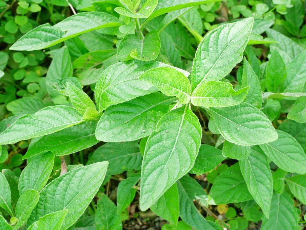 E59B619D-D60B-4B8B-BF03-0ED26A79202D.jpeg