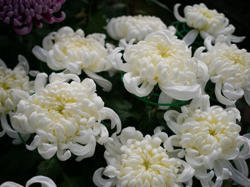 94DD4476-C1DD-447B-AED1-4CA167E46E70.jpeg