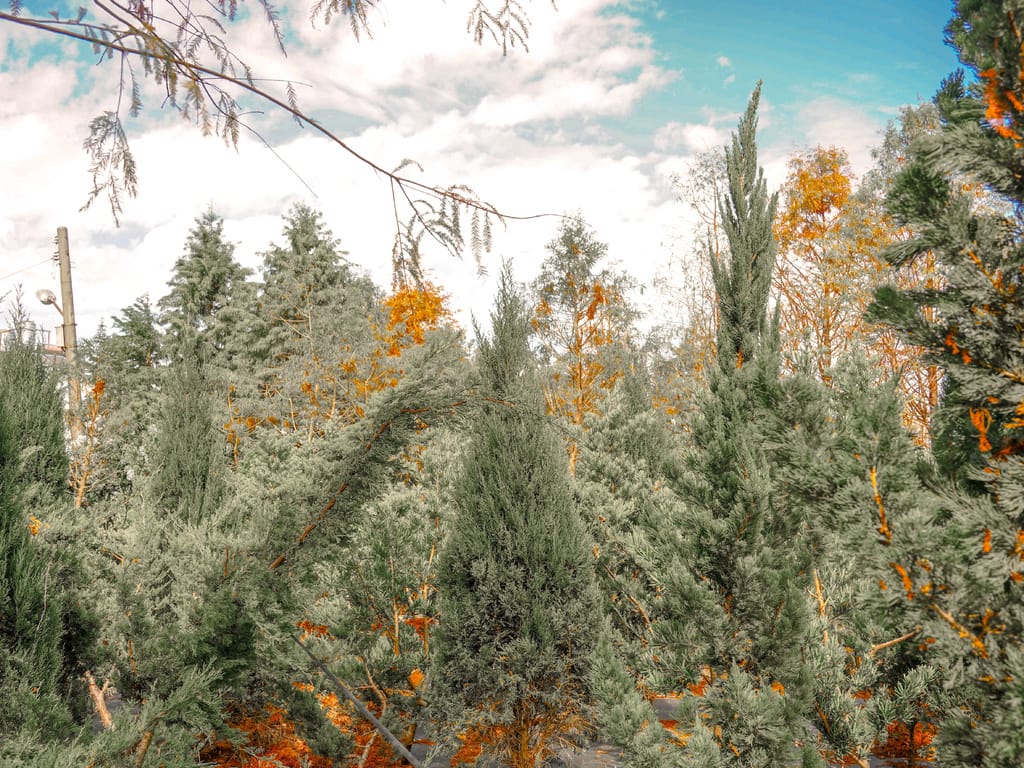 F782B97A-05D3-4C58-B2D0-D681419AB2D0.jpeg