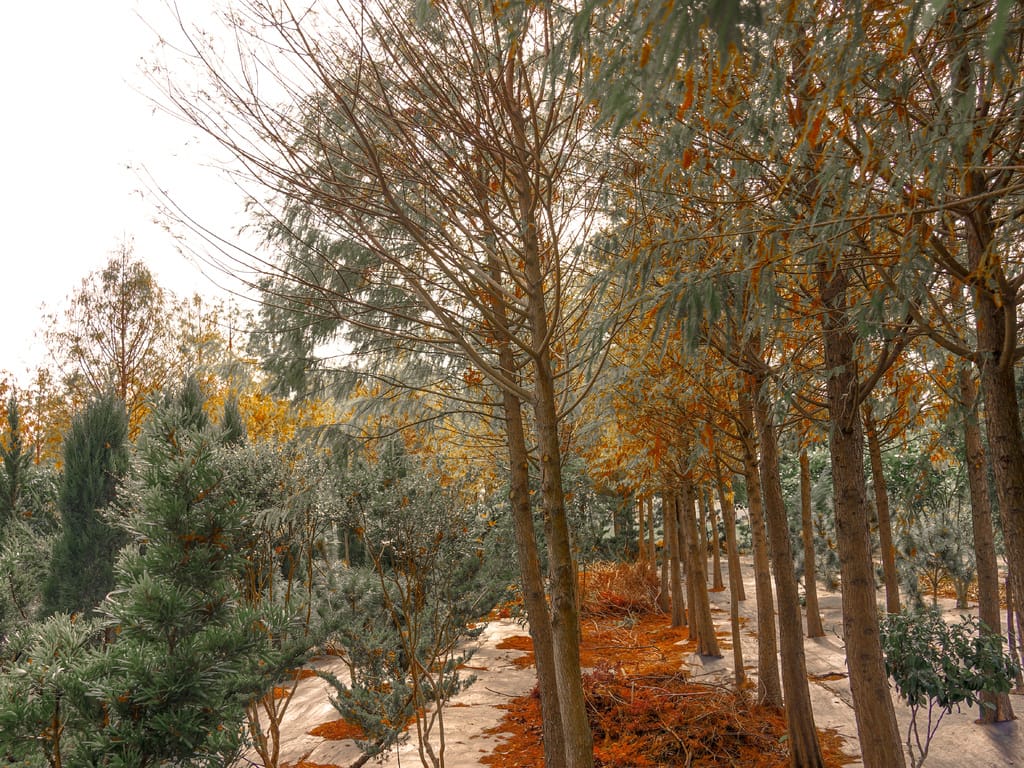 703B7BC7-0854-4F92-A792-0BA25E1A3D64.jpeg