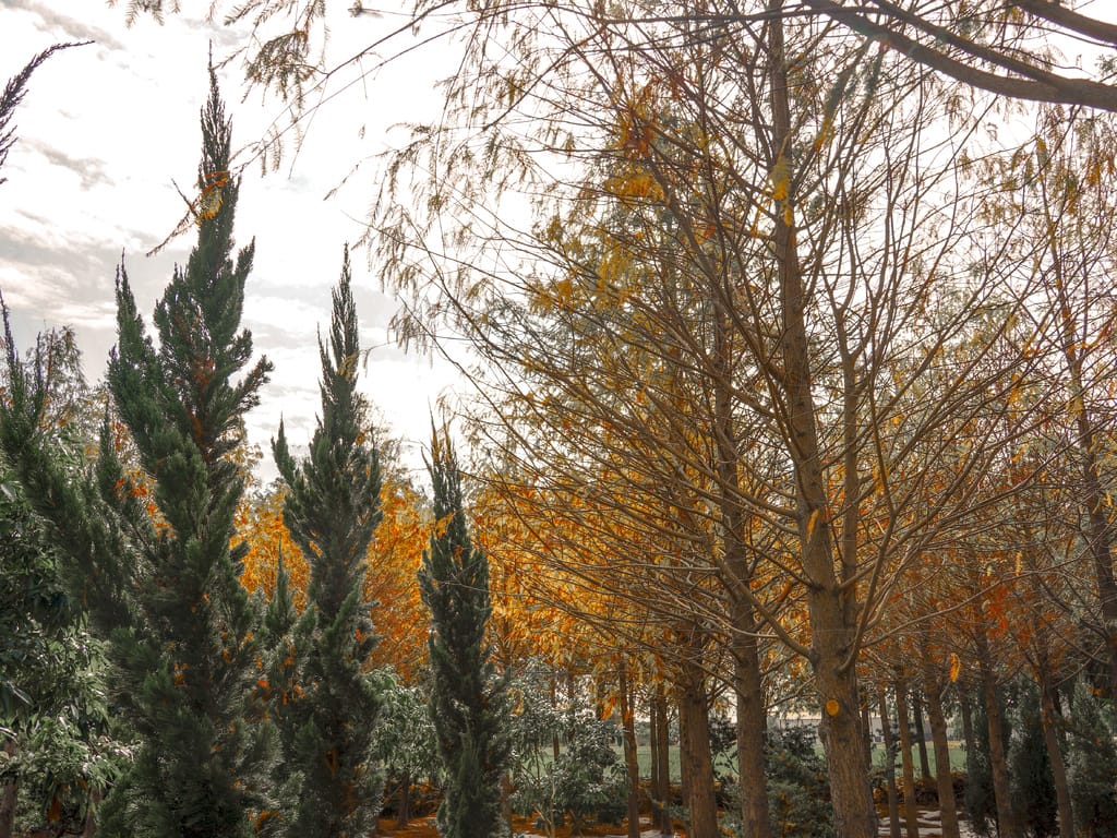 15097CE7-6525-4F04-8983-6C180F17418C.jpeg