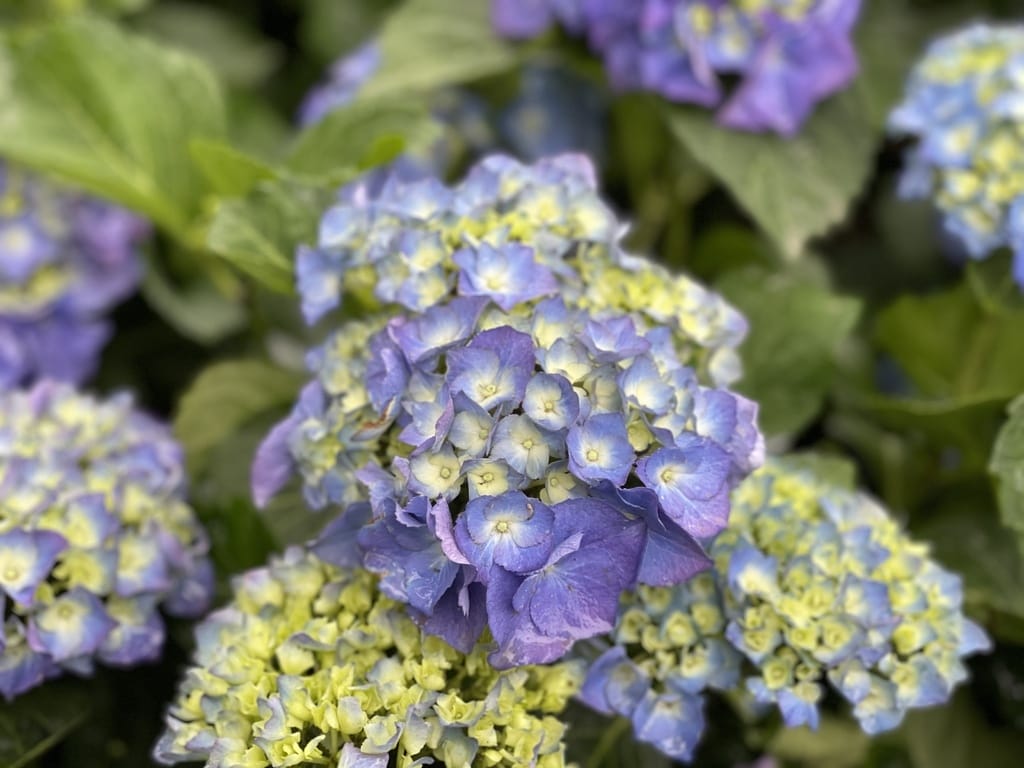 D28B3077-AE90-4944-8269-A828D998A9B7.jpeg