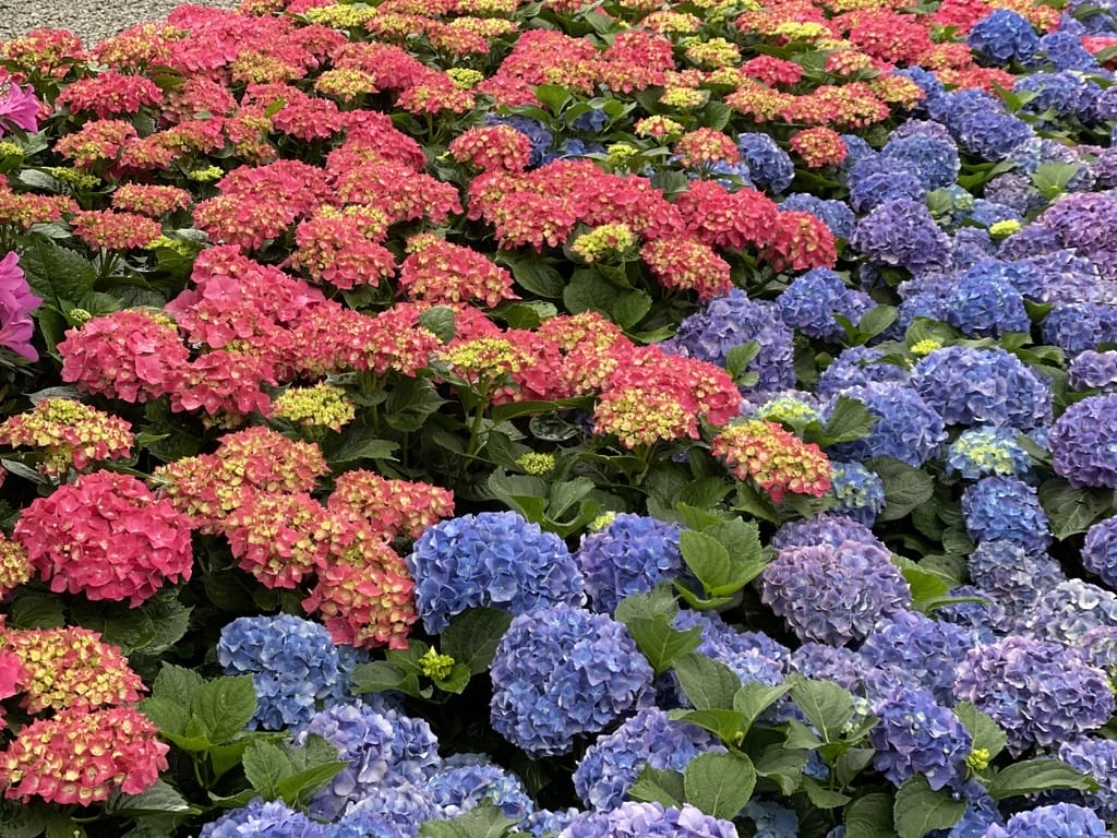 8885282D-44ED-4D15-90CA-3162CF4F3C20.jpeg