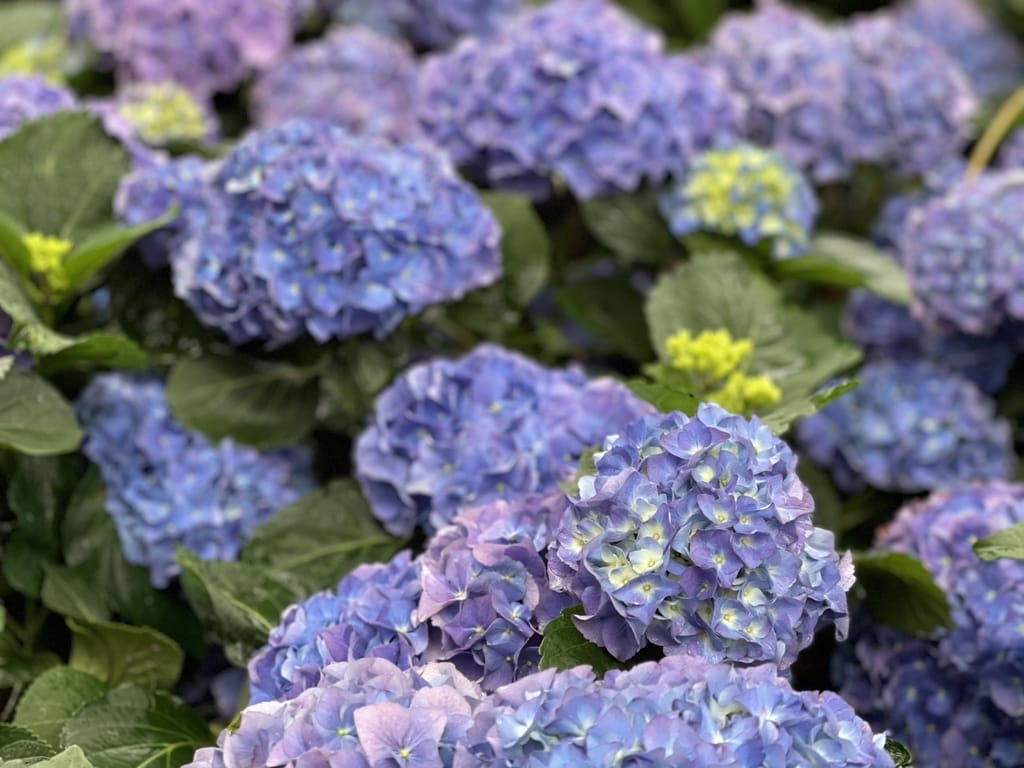 CE802D52-F2D7-4CDF-8365-653FDB0F1078.jpeg