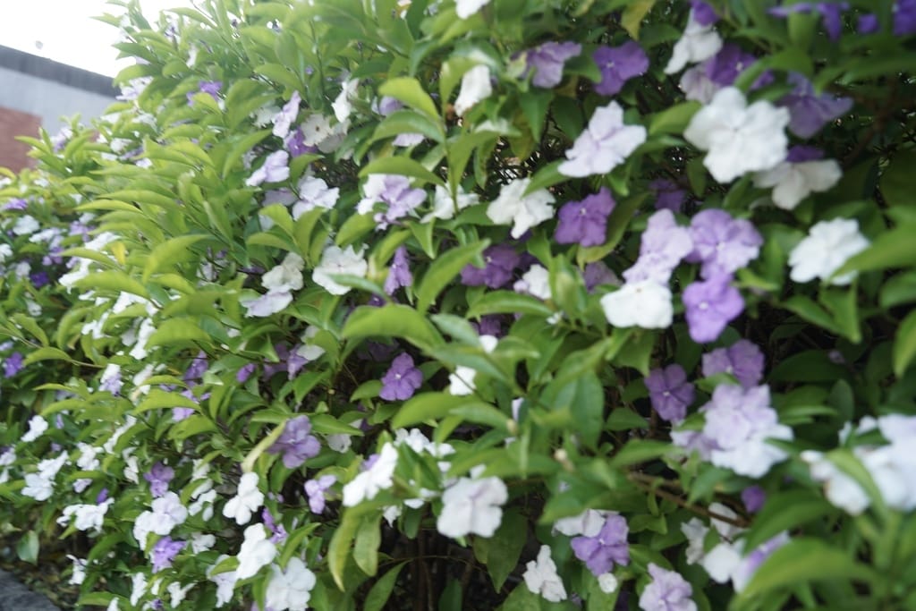 221F0CEF-3139-44DE-91F9-6B9D095FAFD6_1_201_a.jpeg